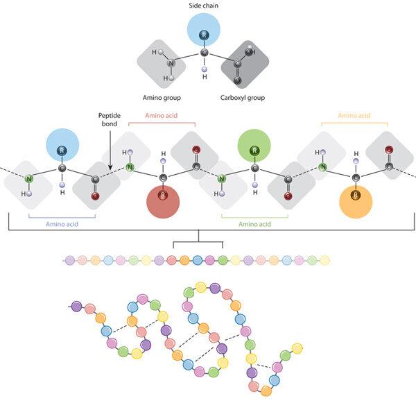 Comprehensive Guide to Protein Sequences: From Structure to Applications