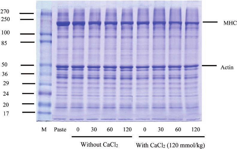 SDS-polyacrylamide gel electrophoresis (SDS-PAGE) patterns of proteins in goat meat gels with different setting times in the absence and presence of CaCl2