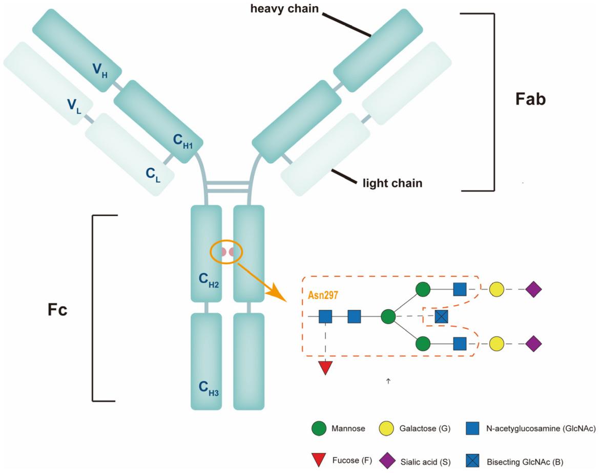 How Post-Translational Modifications (PTMs) Impact Immunoglobulin G (IgG)