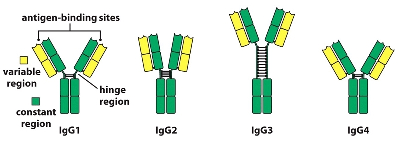  A schematic representation of IgG structure (Aryal S., 2018).