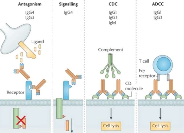 Immunoglobulin G (IgG) Monoclonal Antibodies (mAbs) in Biopharmaceuticals
