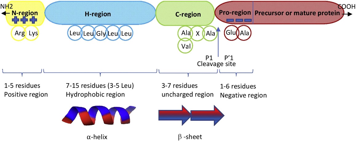 The general structure of a signal peptide