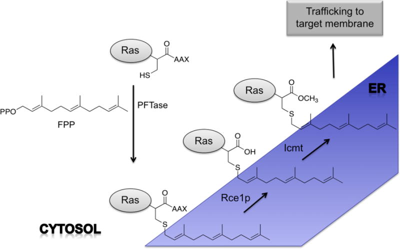 Alt: The general prenylation pathway of Ras proteins