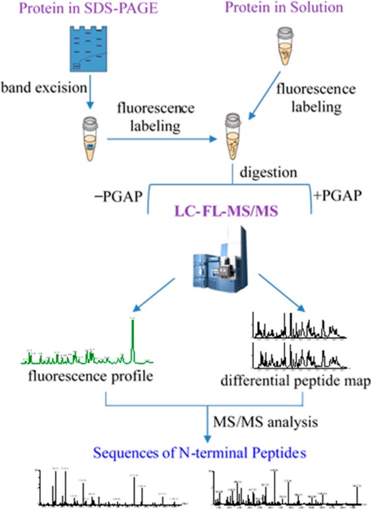 Workflow for sequencing of N-terminus by MS