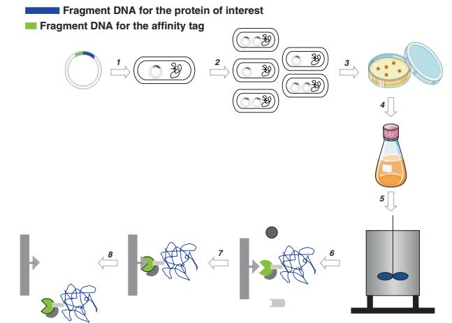 Production and purification of recombinant protein scheme