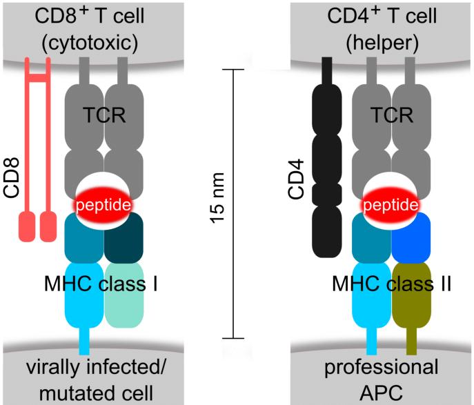 Overview of Myosin Heavy Chain