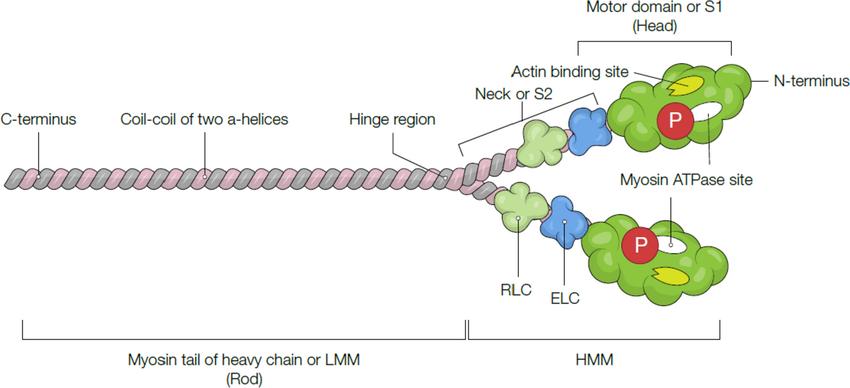 Schematic illustration of the cardiac β-myosin heavy chain (β-MHC)