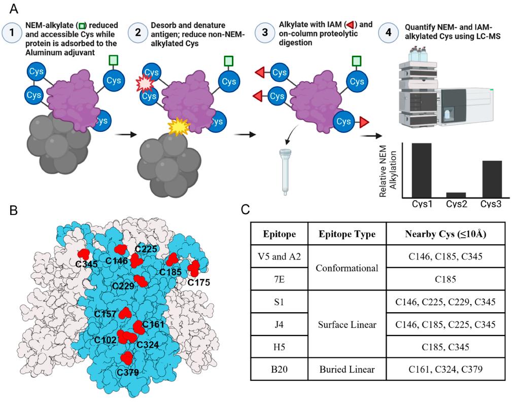 Peptide Mapping Overview