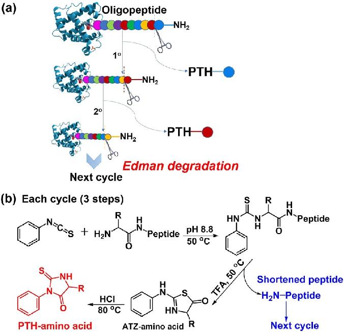 (a) N-terminal Edman sequencingchemistry and (b) detailed procedurefor each cycle.