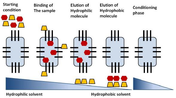 Steps of a of reversed phase chromatography separation