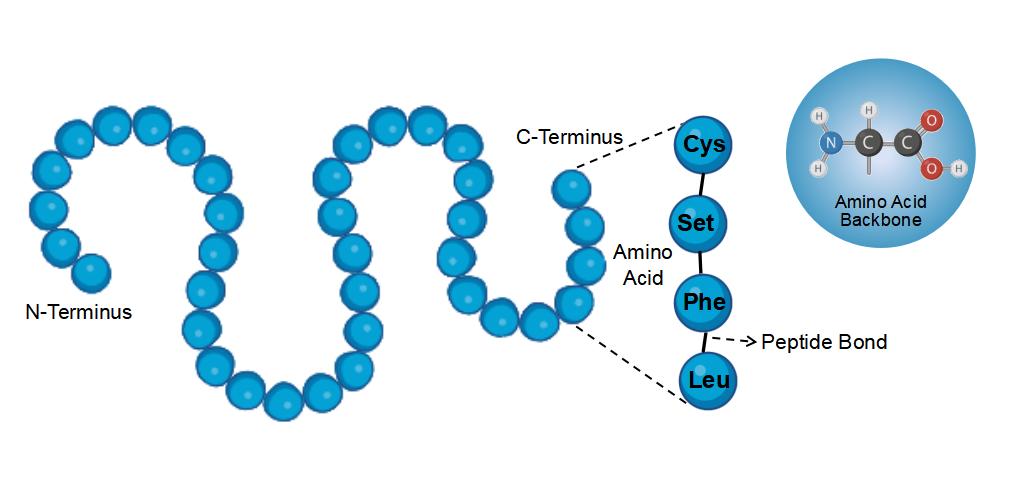 Understanding the Primary Sequence of Proteins