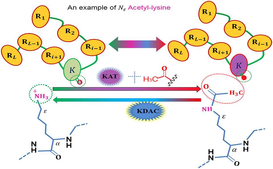 Fig.1 Schematic of Acetylation