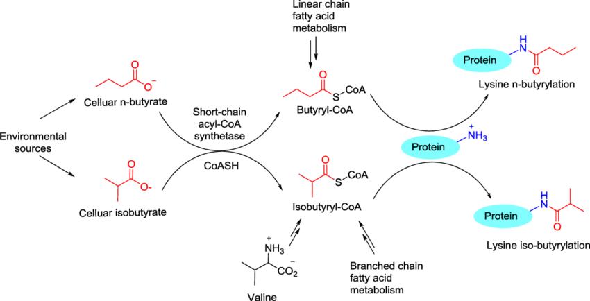 Fig.1 Schematic of butyrylation