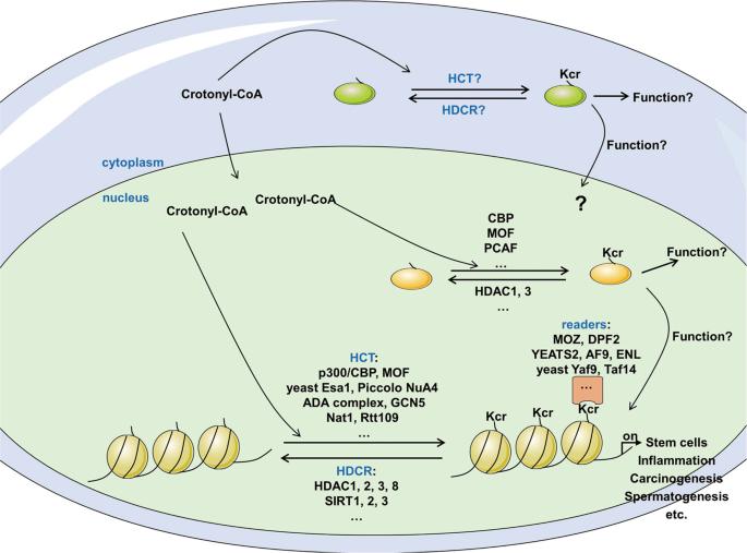 Fig.1 Schematic of crotonylation