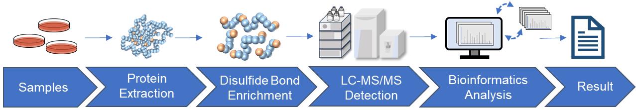 Fig.2 Disulfide bond analysis workflow