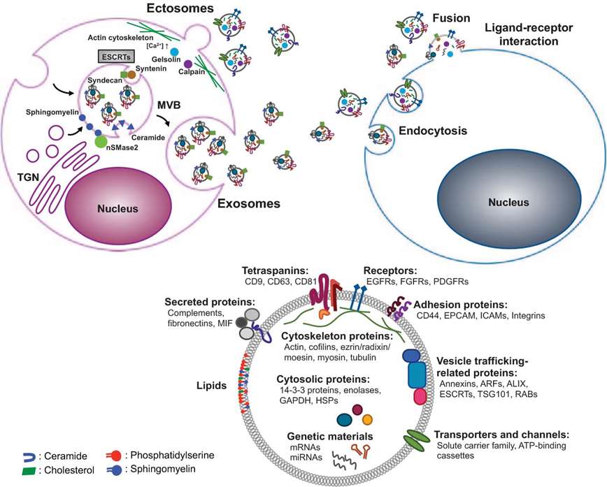 Fig.1 Schematic of exosome proteomics