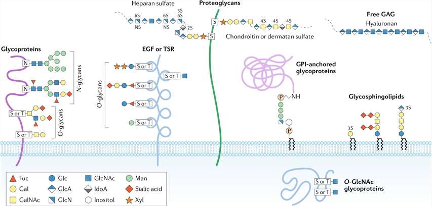 Fig.1 Schematic of Glycosylation