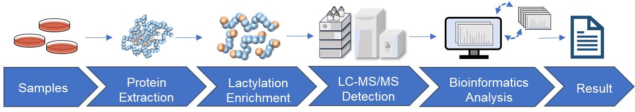 Fig.2 Lactylation analysis workflow