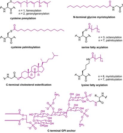 Fig.1 Schematic of Lipidation