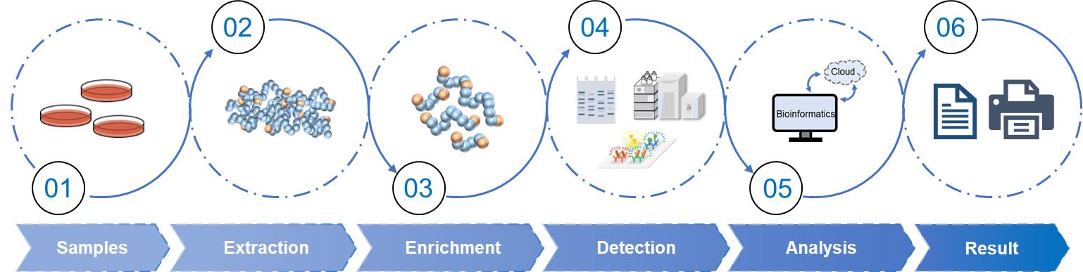 Fig.2 Lipidation analysis workflow