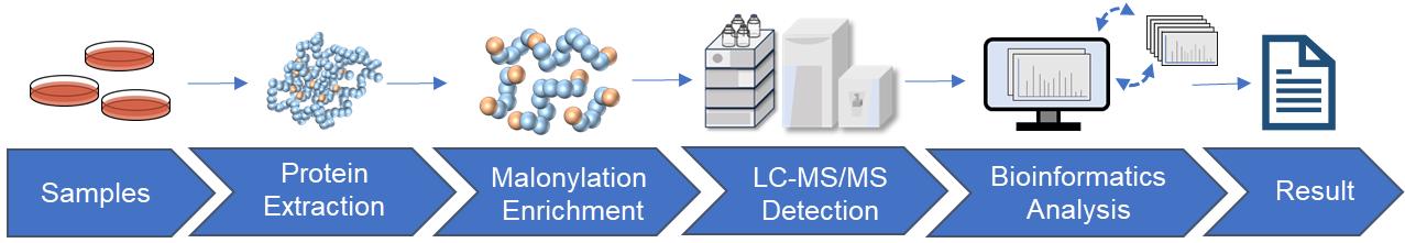 Fig.2 Malonylation analysis workflow