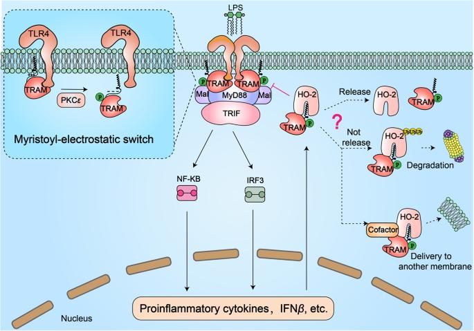 Fig.1 Schematic of myristoylation