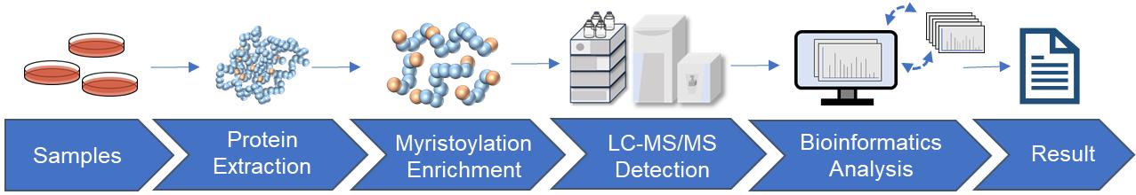 Fig.2 Myristoylation analysis workflow