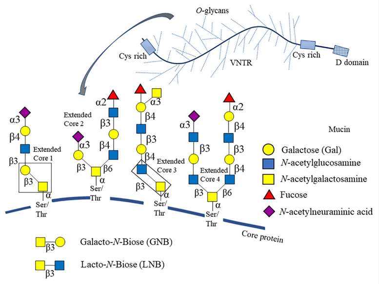 Fig.1 Schematic of O-glycosylation