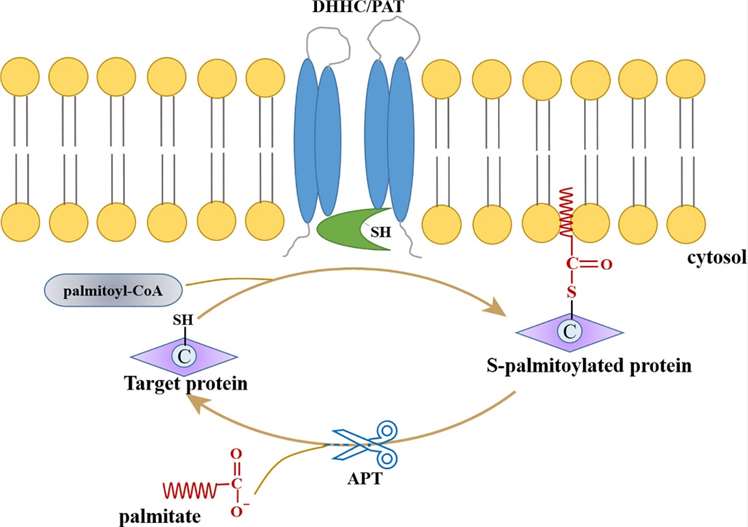 Fig.1 Schematic of palmitoylation