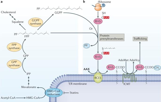 Fig.1 Schematic of prenylation