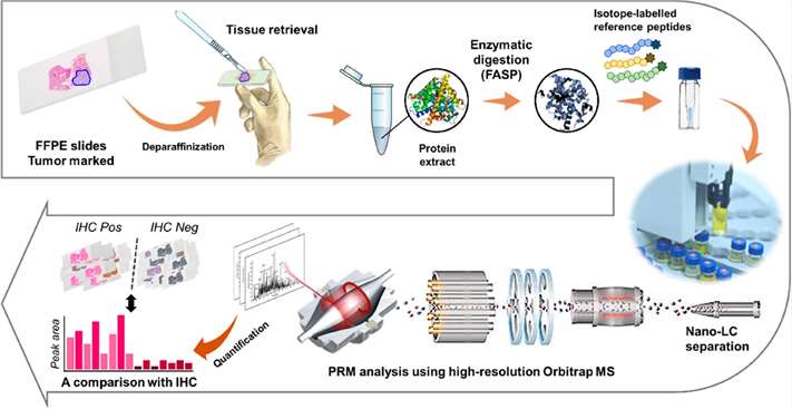 Fig. 2. PRM targeted proteomics workflow