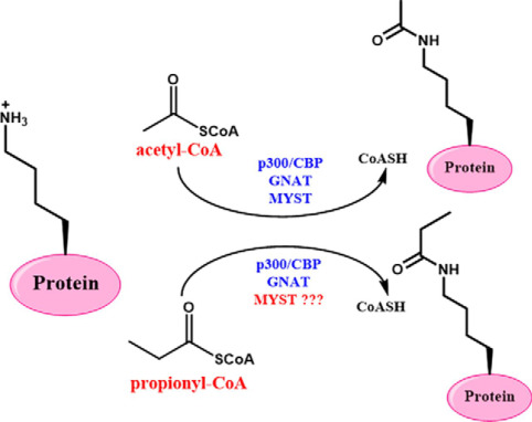 Fig.1 Schematic of propionylation