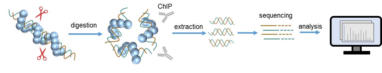 Fig. 2. Protein-DNA interaction analysis workflow by ChIP-Seq