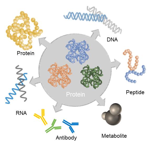 Fig 1. Schematic of protein interactions