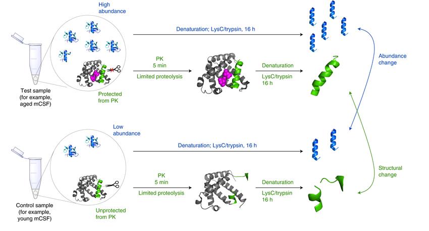 Fig 1. Schematic of LiP-MS