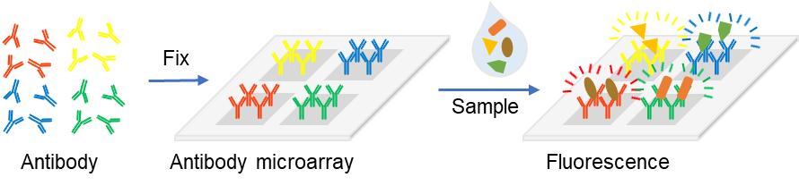 Fig 1. Schematic of protein microarray