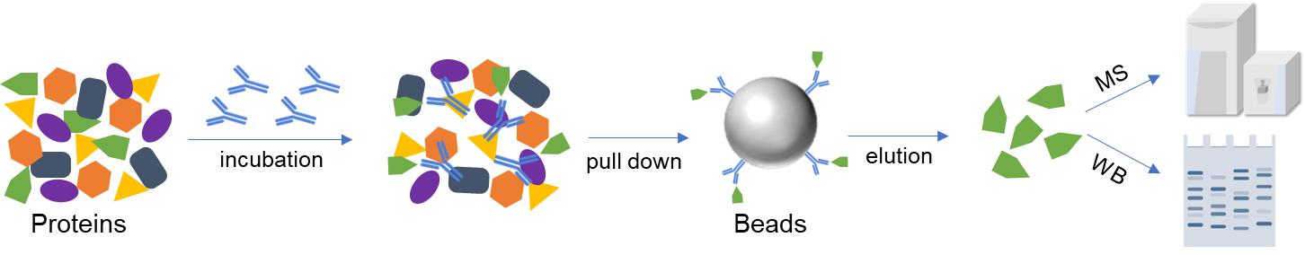 Fig. 1. Schematic of Co-IP