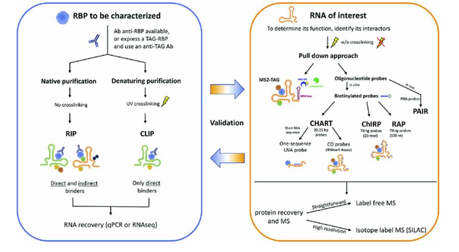 Fig. 2. Workflow of protein-RNA interaction analysis