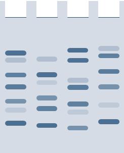 Western Blotting