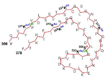 Fig.1 Schematic of PTM sites