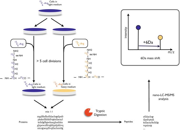 Fig. 1. Schematic of SILAC-based proteomics