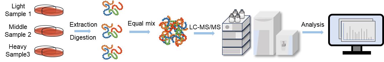 Fig.2. SILAC-based proteomics workflow