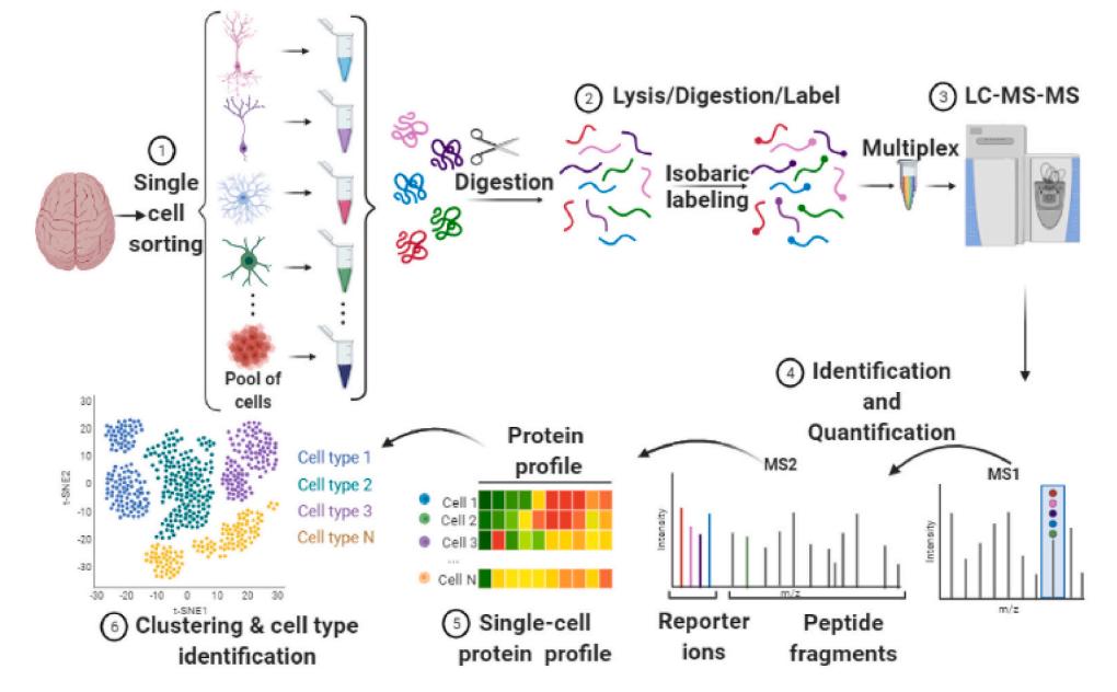 Fig.1 Schematic of single-cell proteomics