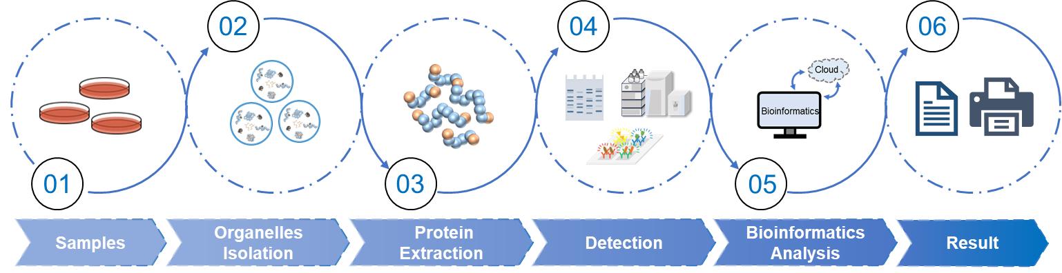 Fig.2 Subcellular proteomics workflow