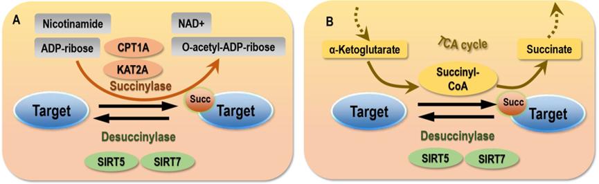 Fig.1 Schematic of succinylation