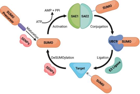 Fig.1 Schematic of SUMOylation