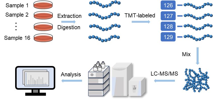 Fig. 2. TMT-based proteomics workflow