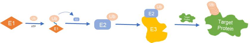 Fig.1 Schematic of ubiquitination