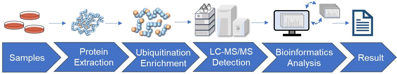 Fig.2 Ubiquitination analysis workflow