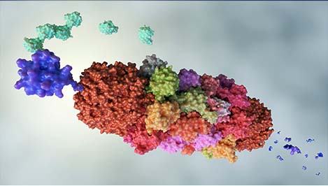 DIA Quantitative Proteomics Analysis